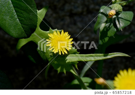 三鷹中原に咲く黄色いノゲシの花 65857218