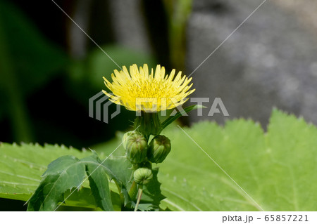 三鷹中原に咲く黄色いノゲシの花 65857221