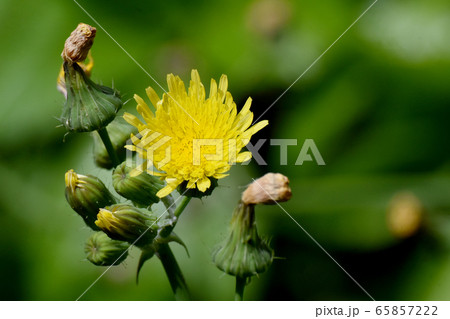 三鷹中原に咲く黄色いノゲシの花 三鷹中原に咲く黄色いノゲシの花 65857222