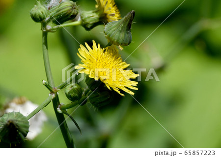 三鷹中原に咲く黄色いノゲシの花 65857223