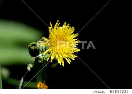 三鷹中原に咲く黄色いノゲシの花 三鷹中原に咲く黄色いノゲシの花 65857225