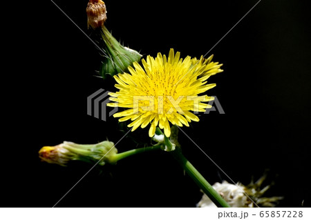 三鷹中原に咲く黄色いノゲシの花 三鷹中原に咲く黄色いノゲシの花 65857228