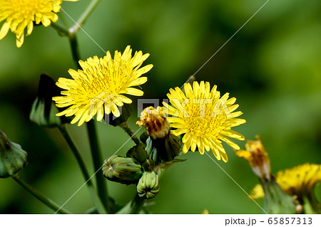 三鷹中原に咲く黄色いノゲシの花 三鷹中原に咲く黄色いノゲシの花 65857313