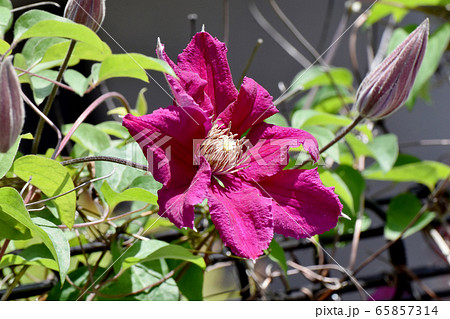 三鷹中原に咲く赤紫色のクレマチス(テッセン)の花 65857314