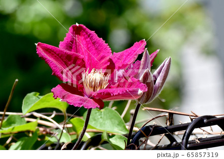 三鷹中原に咲く赤紫色のクレマチス(テッセン)の花 65857319