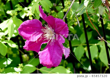 三鷹中原に咲く赤紫色のクレマチス(テッセン)の花 65857320