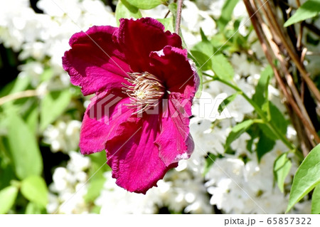 三鷹中原に咲く赤紫色のクレマチス(テッセン)の花 65857322