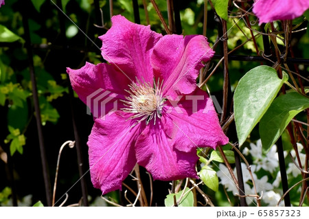 三鷹中原に咲く赤紫色のクレマチス(テッセン)の花 三鷹中原に咲く赤紫色のクレマチス(テッセン)の花 65857323
