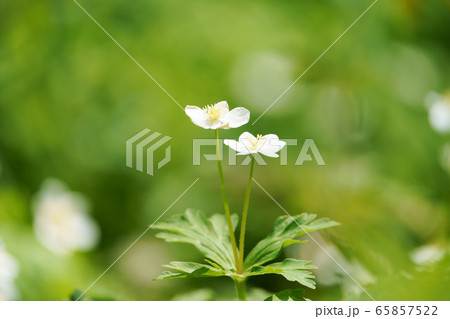 ニリンソウ　”山野草” 65857522