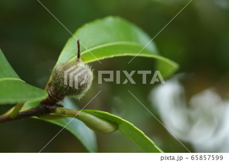 自然 植物 サザンカ、五月下旬の果実。少しいびつで毛むくじゃらですが膨らんできました 自然 植物 サザンカ、五月下旬の果実。少しいびつで毛むくじゃらですが膨らんできました 65857599