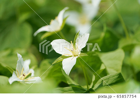 オオバナノエンレイソウ　”山野草” 65857754