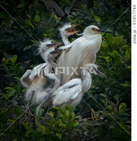 A close up shot of a group of Great Egret (Ardea alba) with mother and baby chicks resting in nest in Zhaoqing, China 65857789