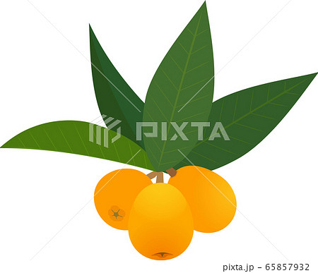 ビワ　枇杷　びわ　果物 65857932