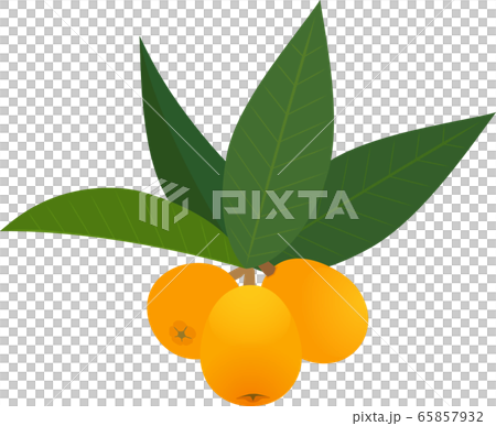 ビワ　枇杷　びわ　果物 65857932