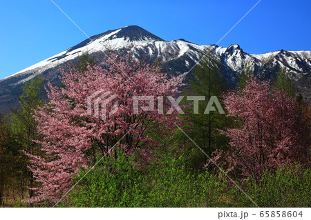 岩手山と桜 65858604