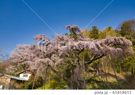 紅枝垂地蔵桜 65858655