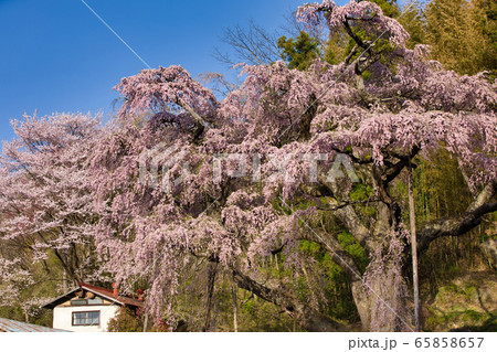 紅枝垂地蔵桜 65858657