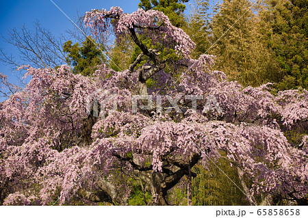 紅枝垂地蔵桜 65858658
