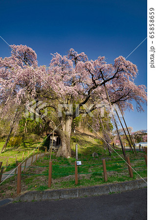 紅枝垂地蔵桜 紅枝垂地蔵桜 65858659