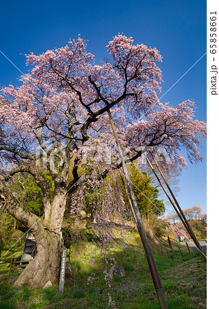 紅枝垂地蔵桜 紅枝垂地蔵桜 65858661