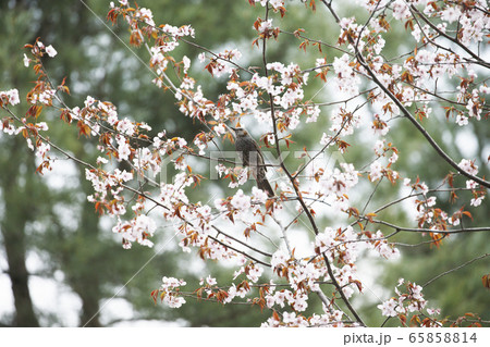 ヒヨドリ 65858814