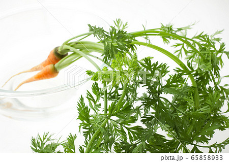 人参葉 間引きの写真素材