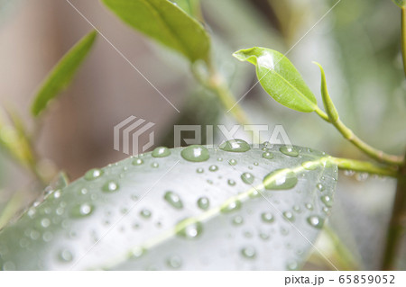 梅雨 梅雨 65859052