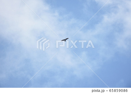 空を飛ぶハチクマ（北海道・室蘭） 65859086