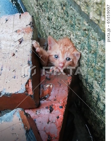 ブロックに挟まった猫(近距離) ブロックに挟まった猫(近距離) 65859097
