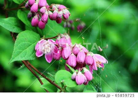 ベニバナバイカウツギ（紅花梅花空木） 65859725