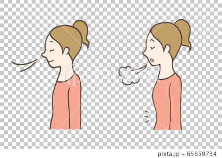 Woman breathing abdominal - Stock Illustration [65859734] - PIXTA