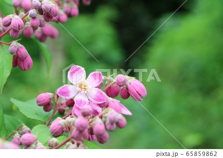 ベニバナバイカウツギ（紅花梅花空木） 65859862