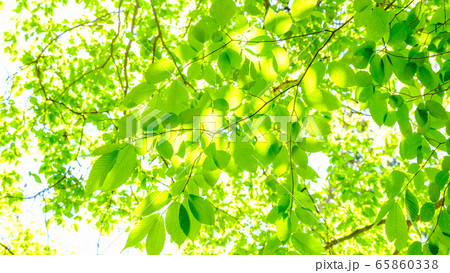 新緑 65860338