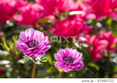 濃いピンクのツツジをバックに赤紫のアネモネの花の写真素材