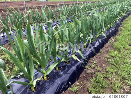 畑の作物ニンニク 65861307