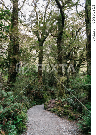 Milford Sound in New Zealand 65861311