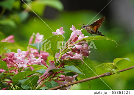 タニウツギを訪れるスズメガ 65861522