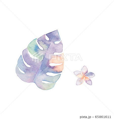 モンステラとプルメリアの素材 65861611