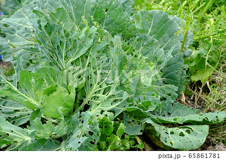 虫食いにやられたキャベツの葉っぱ 虫食いにやられたキャベツの葉っぱ 65861781