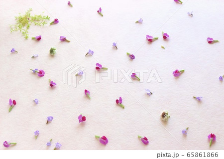 初夏の草花 65861866