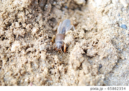 ケラ おけら の写真素材