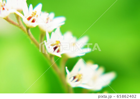 タンチョウソウ ”植物” タンチョウソウ ”植物” 65862402