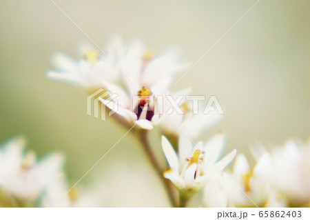 タンチョウソウ　”植物” 65862403