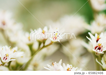 タンチョウソウ　”植物” 65862406