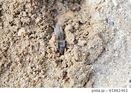 ケラ おけら の写真素材