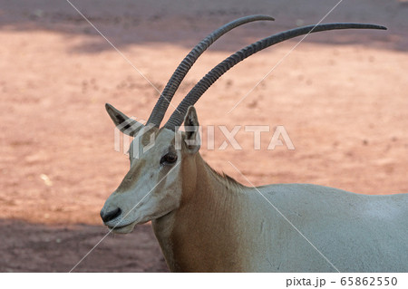 シロオリックス41 65862550