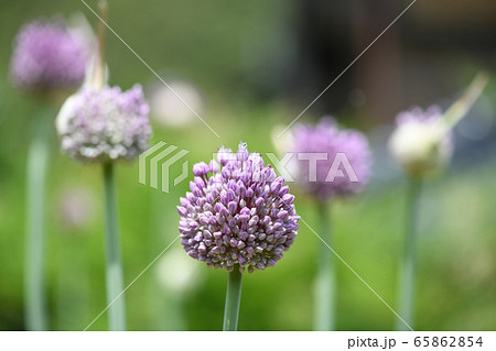 ニンニクの花 65862854