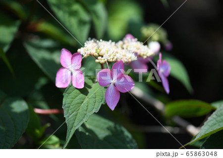 甘茶の花 甘茶の花 65863048