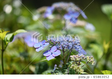 甘茶の花 65863052