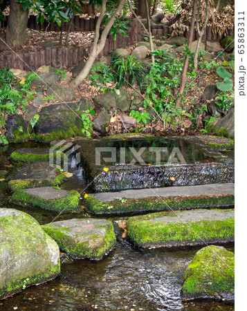 井の頭公園　お茶の水井戸の風景　湧水 65863311